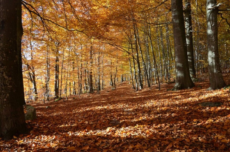 Høst i Bøkeskogen