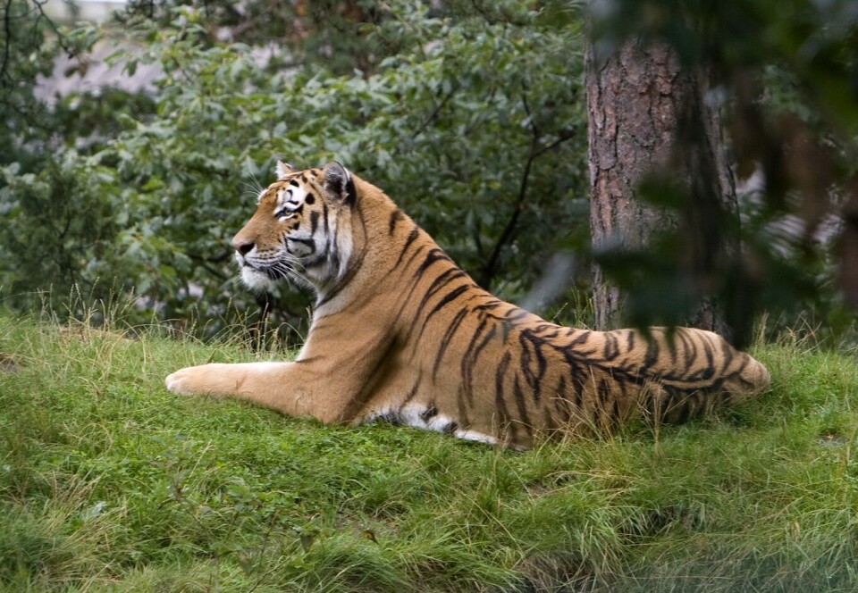 Den sibirske tigeren Boonya fødte søndag to tigerunger i Dyreparken i Kristiansand