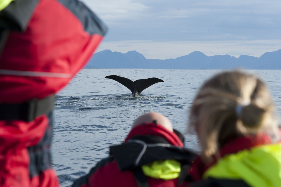 Hvalsafari i Vesterålen