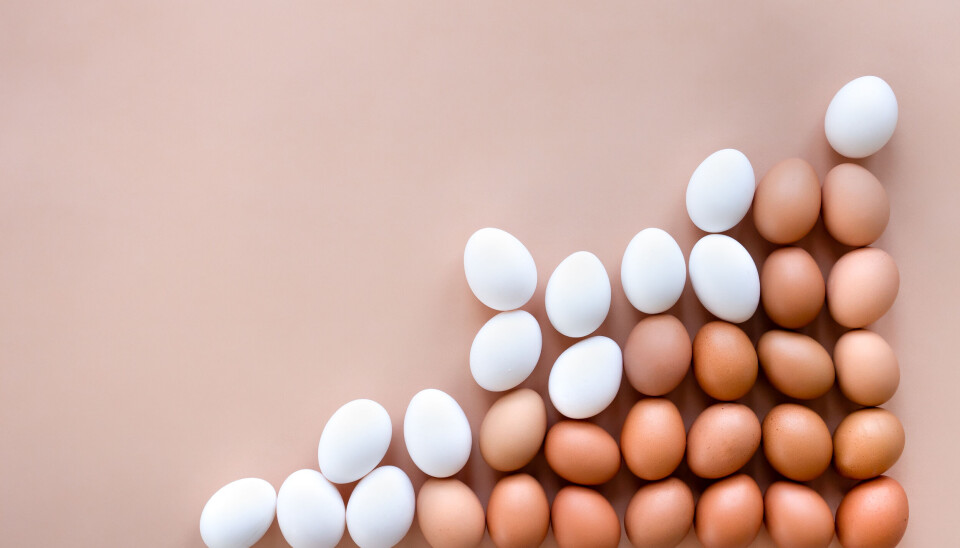 Råvarer som melk, egg og kjøtt, kommer helt på topp som de viktigste proteinkildene hos norske forbrukere.