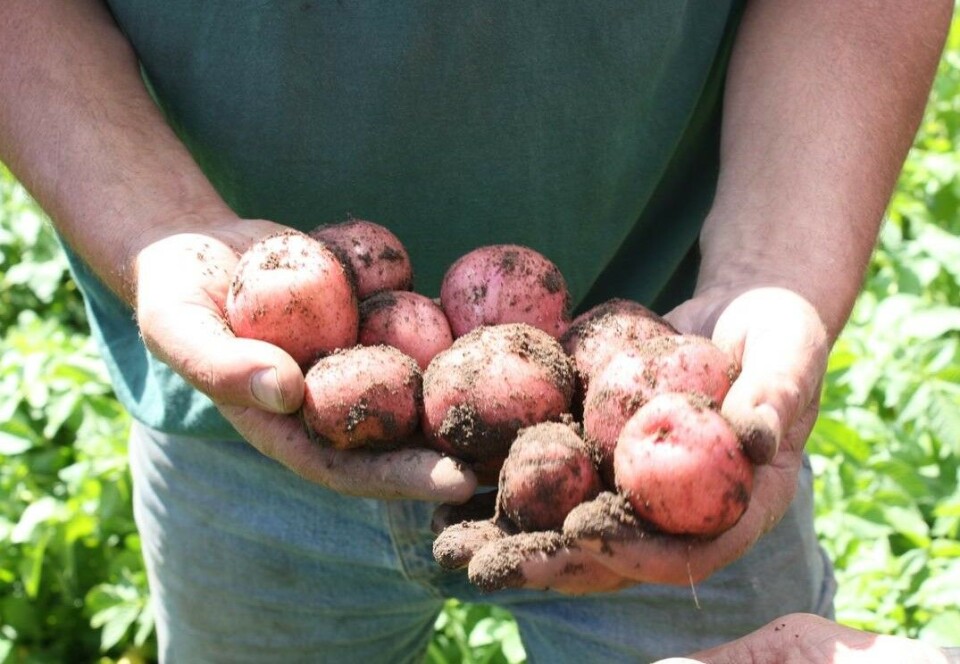 Gran på Hadeland frister med potetfestival og kåring av Hadelandsmester i potetskrelling.