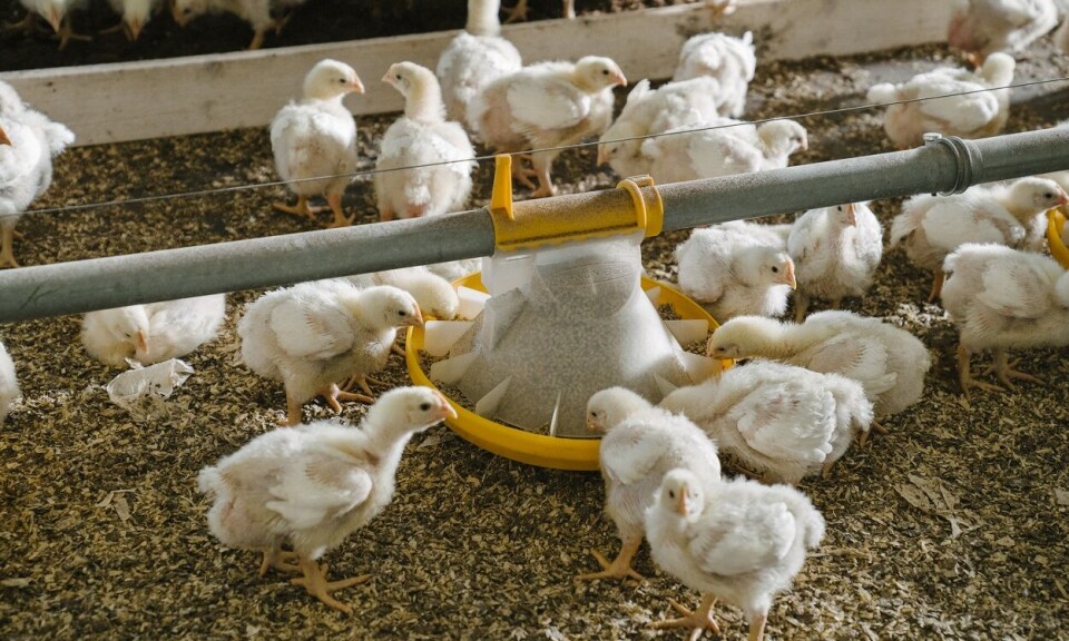 Solid millionpakke til forskning på dyrevelferd og bærekraftig fôr