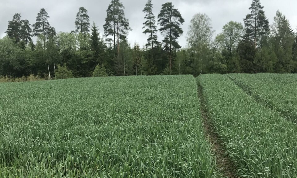 Kommunalt avløpsslam tilfører åkerlandskapet verdifulle stoffer