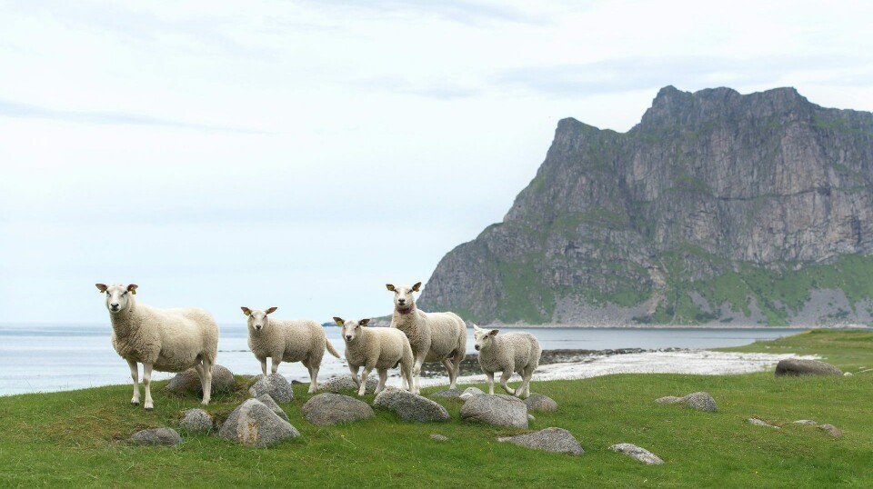 Lofotlam godkjent som Beskyttet geografisk betegnelse