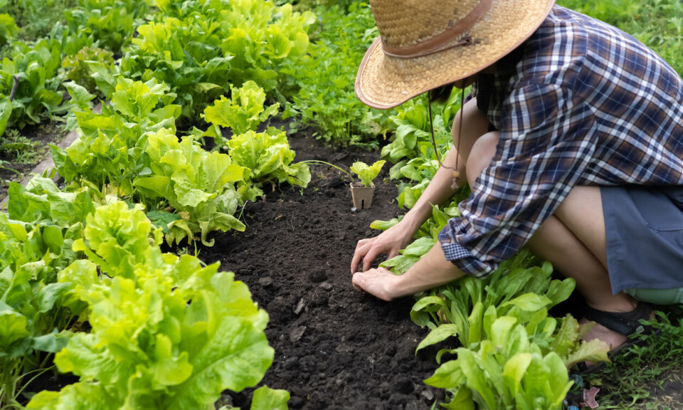 Kutt, kutt, kutt over hele linja for organisasjonene på matområdet