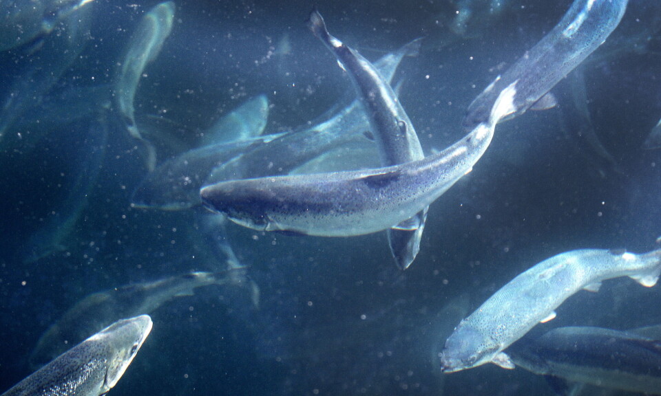 Varsler strengere bøter for å få bukt med høy dødelighet av oppdrettslaks