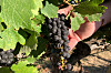 En hånd holder en klase modne cabernet sauvignon-druer blant grønne vinblader.