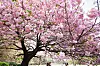 De aller fleste nordmenn reiser til Japan og Tokyo i mars til juni, med et oppsving i Sakura-sesongen.  Det vil si sesongen hvor kirsebærtrærne blomstrer i sen mars og april.